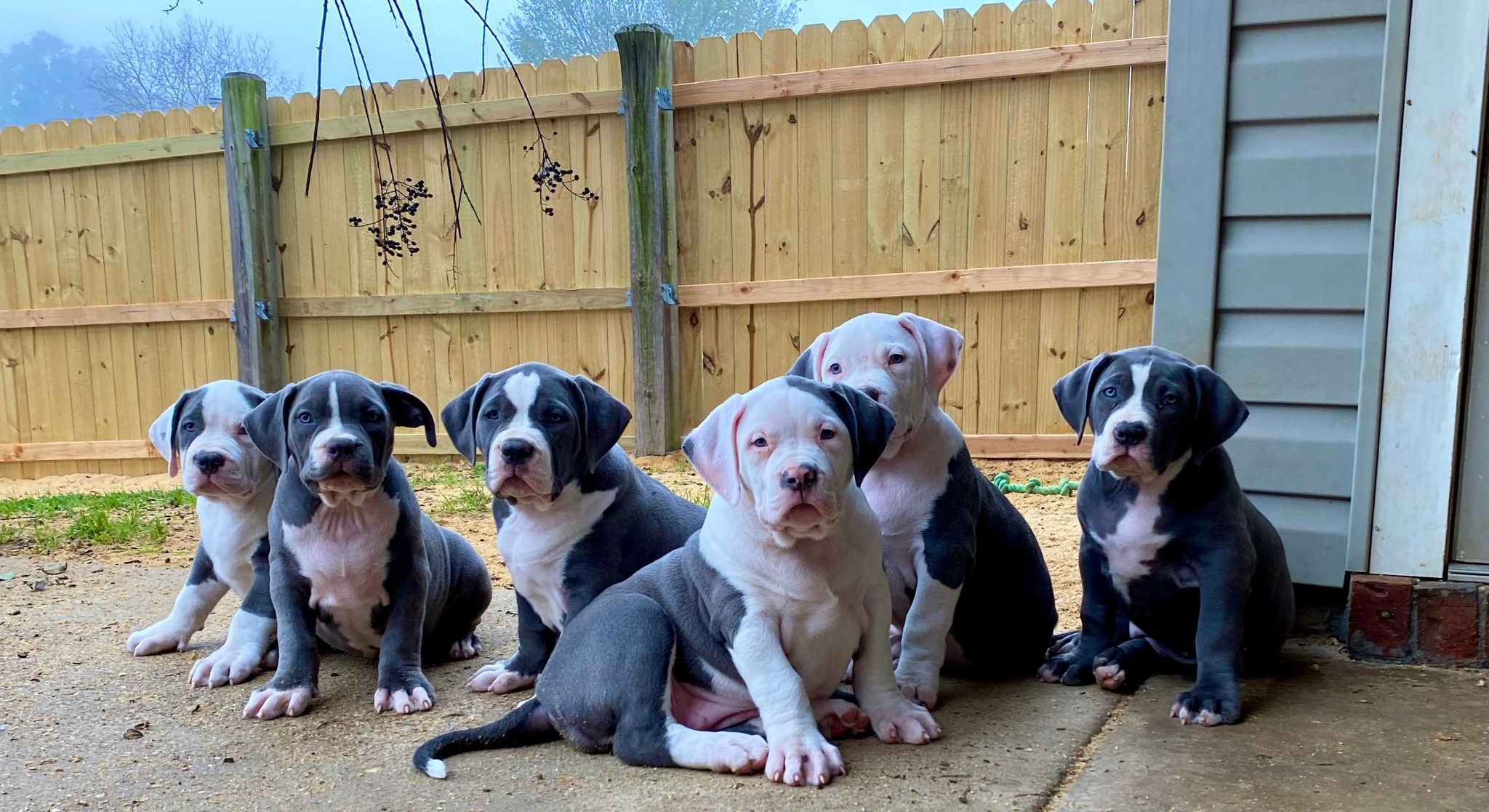 xl bully puppies for sale near me